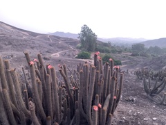 Haageocereus acranthus