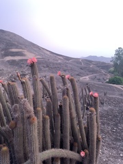 Haageocereus acranthus