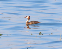 Podiceps cristatus