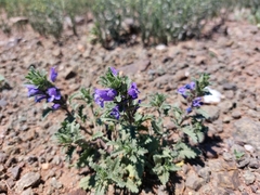 Dracocephalum foetidum