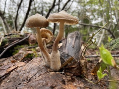 Mycena overholtsii