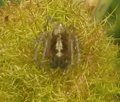 Oxyopes scalaris