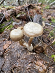 Mycena overholtsii