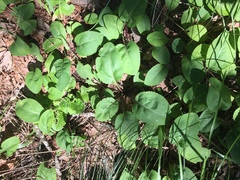 Solidago arguta boottii