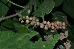 Celticecis oviformis