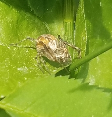 Oxyopes scalaris