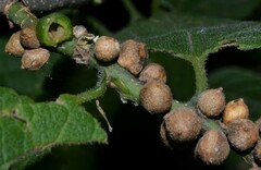 Celticecis oviformis