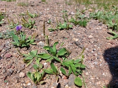 Plantago depressa