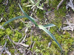 Dianella porracea