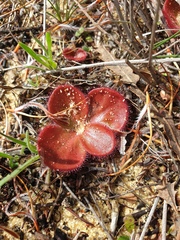 Drosera magna
