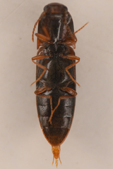 Idolus debilis