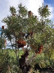 Banksia menziesii