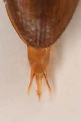 Idolus debilis
