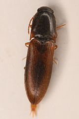 Idolus debilis