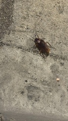 Periplaneta americana