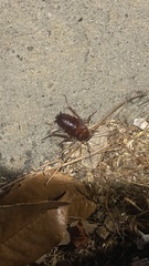 Periplaneta americana