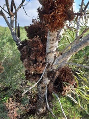 Banksia menziesii