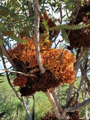 Banksia menziesii