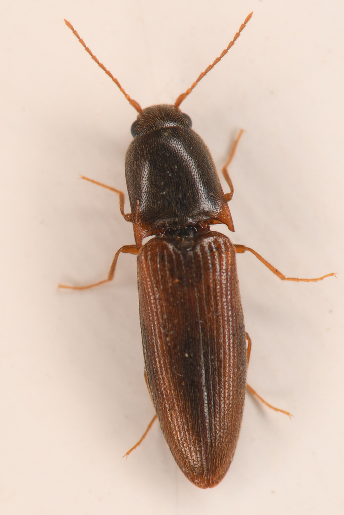 Idolus debilis