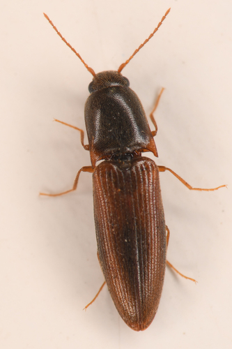 Idolus debilis