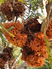 Banksia menziesii