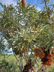Banksia menziesii