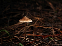 Mycena albidofusca