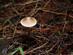 Mycena albidofusca