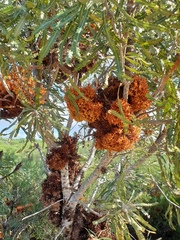 Banksia menziesii