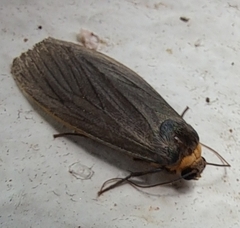 Macrobrochis staudingeri