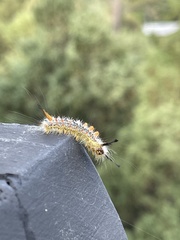 Orgyia pseudotsugata