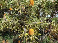 Banksia menziesii