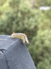 Orgyia pseudotsugata