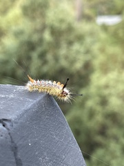 Orgyia pseudotsugata