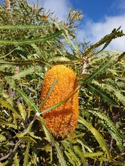 Banksia menziesii