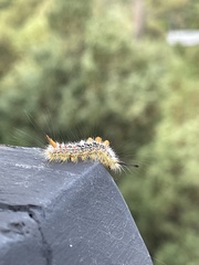 Orgyia pseudotsugata