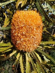 Banksia menziesii