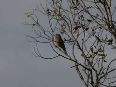 Pachycephala rufogularis