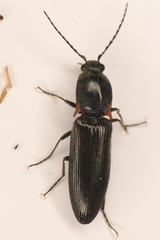 Acteniceromorphus umbricolus