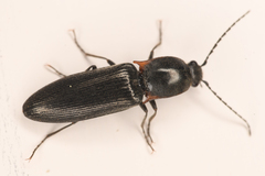 Acteniceromorphus umbricolus