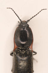 Acteniceromorphus umbricolus