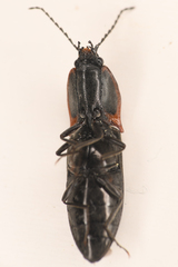 Acteniceromorphus umbricolus