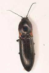 Acteniceromorphus umbricolus