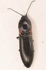 Acteniceromorphus umbricolus