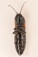 Acteniceromorphus umbricolus