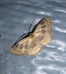 Leptostales rubromarginaria