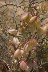 Astragalus allochrous playanus
