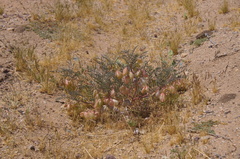 Astragalus allochrous playanus