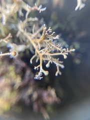 Sphaerophorus venerabilis