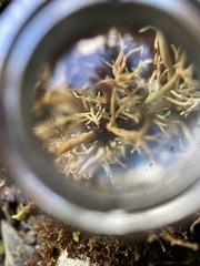 Sphaerophorus venerabilis